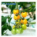 Cine de plástico comercial Agricultura de tomate invernadero